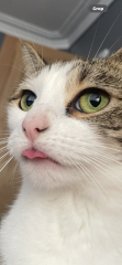 Show me the most unhinged looking photo you have of your cat