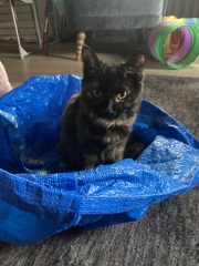 Rescue cats, show me yours!