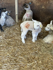 The Year Round Nigel Slater Discussion thread