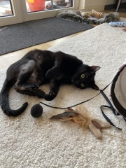 Rescue cats, show me yours!