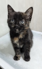 Rescue cats, show me yours!