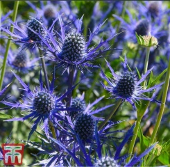 The Year Round Nigel Slater Discussion thread