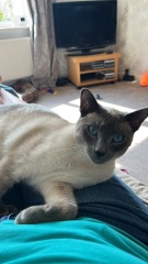 Siamese cats - what is the breed like?