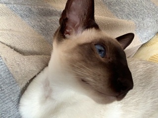 Siamese cats - what is the breed like?