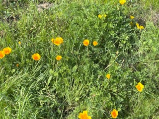 The Year Round Nigel Slater Discussion thread