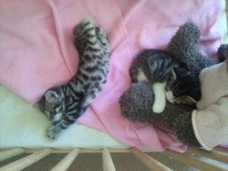 Treat or euthanise senior cat and seizures