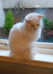 Lap dances, strippers and punch-ups - the Excellent Cats arrange a stag party