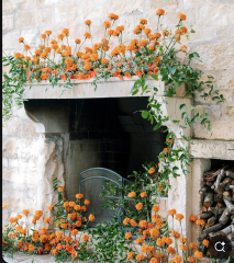 Pls hep me pick my wedding flowers?