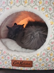 Lap dances, strippers and punch-ups - the Excellent Cats arrange a stag party