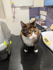 Anyone got a tortie?