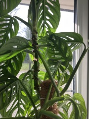 What do I actually do with this (houseplant related!)