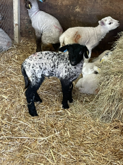 The Year Round Nigel Slater Discussion thread