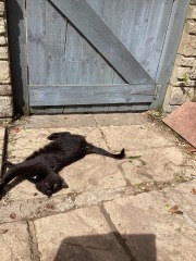 Black and white cats. (pics please!)