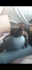 Anyone got a tortie?