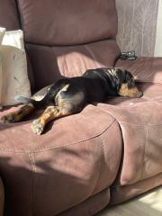 Getting a puppy. What to call her?!