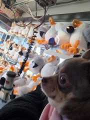 Blackpool and a small dog, friendly?