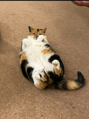 Show me the most unhinged looking photo you have of your cat
