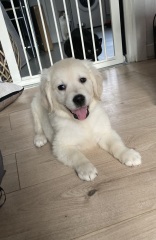 Puppy Survival Thread for New and Old Pups - here comes winter 2024