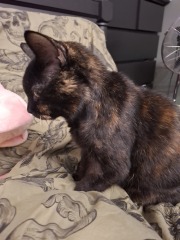 Picking up our cat that's been 'missing' for years