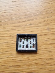 The Bluestocking. All gerbils welcome, must have own frou-frou skirt.