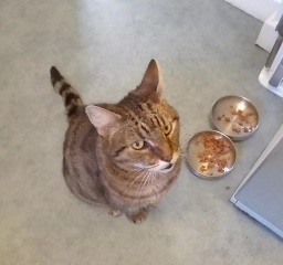 Lap dances, strippers and punch-ups - the Excellent Cats arrange a stag party