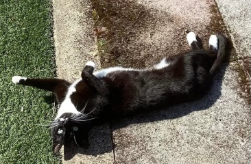 Black and white cats. (pics please!)