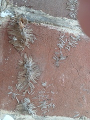 What's growing on my house...?