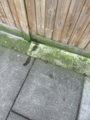 So much dog poo - what can be done?