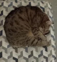 Lap dances, strippers and punch-ups - the Excellent Cats arrange a stag party