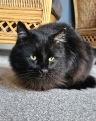 Lap dances, strippers and punch-ups - the Excellent Cats arrange a stag party