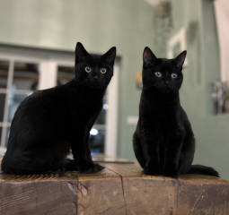 Rescue cats, show me yours!