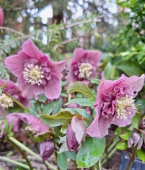 The Year Round Nigel Slater Discussion thread