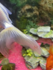 Strange markings on oranda tail