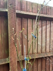 Rose pruning