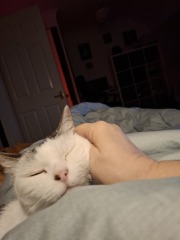 Rescue cats, show me yours!