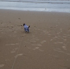 Blackpool and a small dog, friendly?