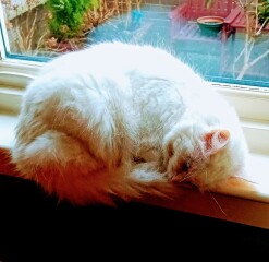 Lap dances, strippers and punch-ups - the Excellent Cats arrange a stag party