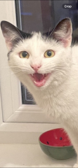 Show me the most unhinged looking photo you have of your cat