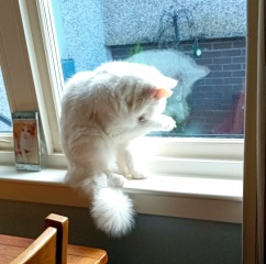 Lap dances, strippers and punch-ups - the Excellent Cats arrange a stag party