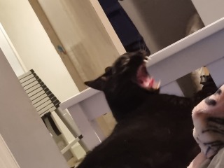Show me the most unhinged looking photo you have of your cat