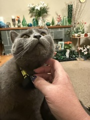 Lap dances, strippers and punch-ups - the Excellent Cats arrange a stag party