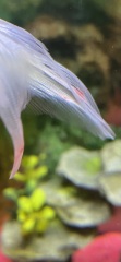 Strange markings on oranda tail