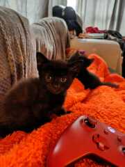 Rescue cats, show me yours!