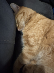 Lap dances, strippers and punch-ups - the Excellent Cats arrange a stag party