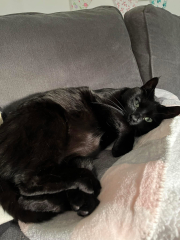 Anyone else's cat not like going outside?