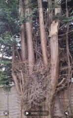 Large trees in garden