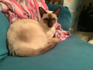 Siamese cats - what is the breed like?