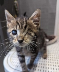 Rescue cats, show me yours!