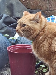 Lap dances, strippers and punch-ups - the Excellent Cats arrange a stag party