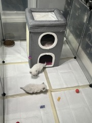 Ragdoll cats are not like typical cats...